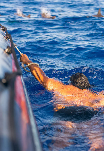 Madeira Dolphin Swim